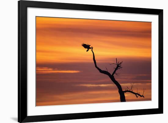 Bosque Del Apache Nwr, New Mexico. Bald Eagle Landing-Larry Ditto-Framed Photographic Print