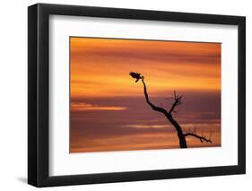 Bosque Del Apache Nwr, New Mexico. Bald Eagle Landing-Larry Ditto-Framed Photographic Print