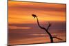 Bosque Del Apache Nwr, New Mexico. Bald Eagle Landing-Larry Ditto-Mounted Photographic Print