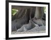 Bosques de Palermo park. Buenos Aires, capital of Argentina.-Martin Zwick-Framed Photographic Print