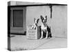 Boston Bulldog and Puppy-Philip Gendreau-Stretched Canvas