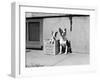 Boston Bulldog and Puppy-Philip Gendreau-Framed Photographic Print