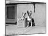 Boston Bulldog and Puppy-Philip Gendreau-Mounted Photographic Print