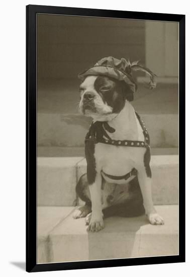 Boston Bulldog in Renaissance Cap-null-Framed Art Print