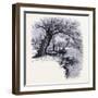 Boston Common Boston United States of America-null-Framed Giclee Print