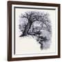 Boston Common Boston United States of America-null-Framed Giclee Print