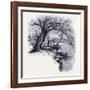 Boston Common Boston United States of America-null-Framed Giclee Print