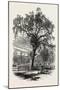 Boston Common, USA, 1870s-null-Mounted Giclee Print