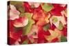 Boston Ivy Leaves in Autumn-null-Stretched Canvas