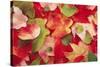 Boston Ivy Leaves in Autumn-null-Stretched Canvas