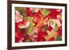 Boston Ivy Leaves in Autumn-null-Framed Photographic Print