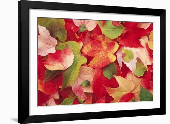 Boston Ivy Leaves in Autumn-null-Framed Photographic Print