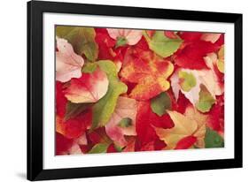 Boston Ivy Leaves in Autumn-null-Framed Photographic Print