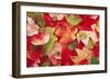 Boston Ivy Leaves in Autumn-null-Framed Photographic Print