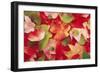 Boston Ivy Leaves in Autumn-null-Framed Photographic Print