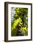 Boston Ivy - Tree Trunk-P-Eggermann-Framed Photographic Print