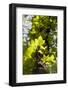 Boston Ivy - Tree Trunk-P-Eggermann-Framed Photographic Print