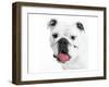 Boston's Pug-null-Framed Art Print