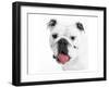 Boston's Pug-null-Framed Art Print