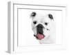 Boston's Pug-null-Framed Art Print