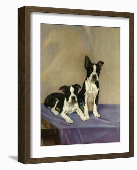 Boston's Terrier-Diana Thorne-Framed Art Print