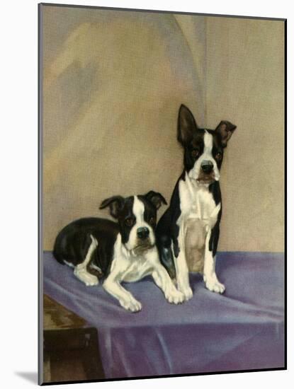 Boston's Terrier-Diana Thorne-Mounted Art Print