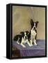 Boston's Terrier-Diana Thorne-Framed Stretched Canvas