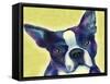 Boston Terrier 1-Marlene Watson-Framed Stretched Canvas