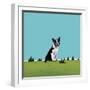 Boston Terrier, 2008-Marjorie Weiss-Framed Giclee Print