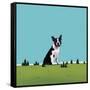 Boston Terrier, 2008-Marjorie Weiss-Framed Stretched Canvas