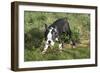 Boston Terrier 23-Bob Langrish-Framed Photographic Print