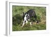 Boston Terrier 23-Bob Langrish-Framed Photographic Print