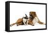 Boston Terrier and Boxer Sniffing Each Other in Studio-null-Framed Stretched Canvas