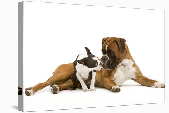 Boston Terrier and Boxer Sniffing Each Other in Studio-null-Stretched Canvas