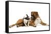 Boston Terrier and Boxer Sniffing Each Other in Studio-null-Framed Stretched Canvas