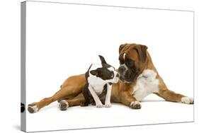 Boston Terrier and Boxer Sniffing Each Other in Studio-null-Stretched Canvas
