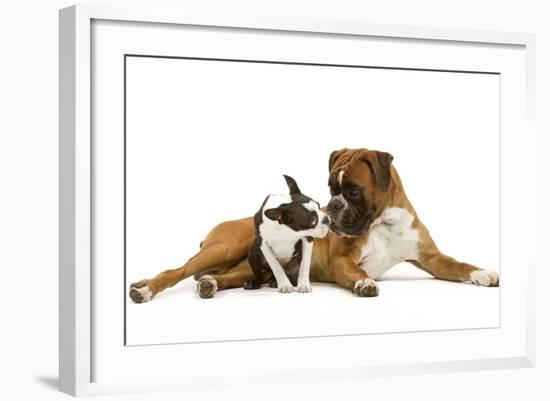 Boston Terrier and Boxer Sniffing Each Other in Studio-null-Framed Photographic Print