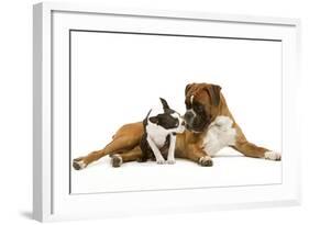 Boston Terrier and Boxer Sniffing Each Other in Studio-null-Framed Photographic Print