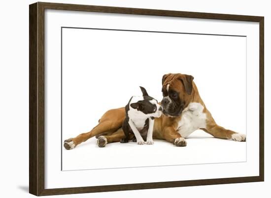 Boston Terrier and Boxer Sniffing Each Other in Studio-null-Framed Photographic Print