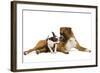 Boston Terrier and Boxer Sniffing Each Other in Studio-null-Framed Photographic Print