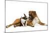 Boston Terrier and Boxer Sniffing Each Other in Studio-null-Mounted Photographic Print