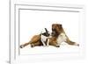 Boston Terrier and Boxer Sniffing Each Other in Studio-null-Framed Photographic Print