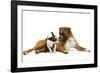 Boston Terrier and Boxer Sniffing Each Other in Studio-null-Framed Photographic Print