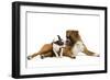 Boston Terrier and Boxer Sniffing Each Other in Studio-null-Framed Photographic Print