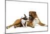 Boston Terrier and Boxer Sniffing Each Other in Studio-null-Mounted Photographic Print