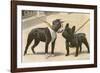 Boston Terrier and French Bulldog-null-Framed Photographic Print