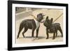 Boston Terrier and French Bulldog-null-Framed Photographic Print