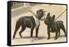 Boston Terrier and French Bulldog-null-Framed Stretched Canvas