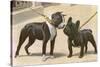 Boston Terrier and French Bulldog-null-Stretched Canvas