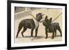 Boston Terrier and French Bulldog-null-Framed Photographic Print